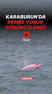 İzmir’in Karaburun ilçesi açıklarında nadir görülen pembe renkli yunuslar görüntülendi. Uzmanlara göre, melanin eksikliğinin (albinizm) deri altındaki kan damarlarının görünmesine neden oluyor; bu durum da renk değişimine sebep oluyor. | Gazete Yenigün