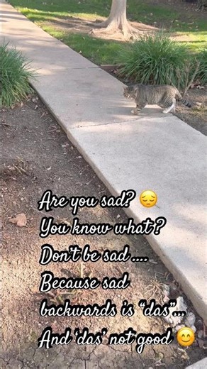 Sad Cat Moments|| #cat #sad #reels #reelsinstagram #shorts