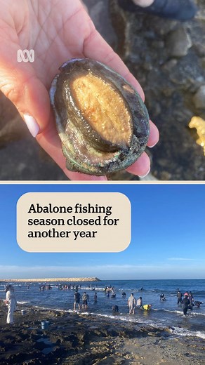 Recreational abalone fishing has closed for another year. ABC Radio Perth's Hilary Smale went to Mindarie for the third fishing session. | ABC Perth