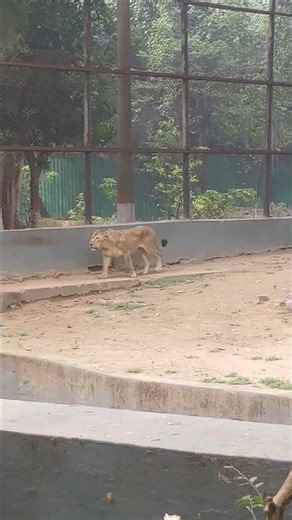 Roar of the Queen 👑