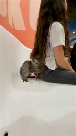 Angel Hair Pasta is always on the menu. Lock up your locks. | Kitty Cantina: Spokane's Cat Cafe