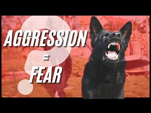 Why Your Aggressive Dog is Actually Fearful