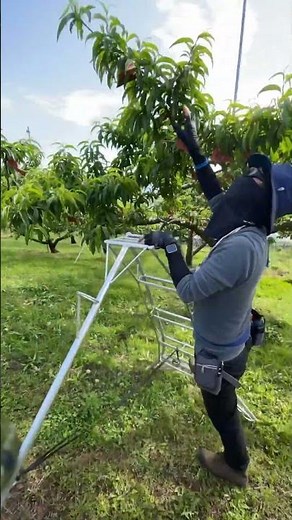 桃の袋掛け
