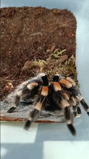 Mexican Red Knee Tarantula (Brachypelma hamorii) #tarantula amazing
