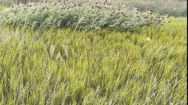 Various grasses and plants in a marsh