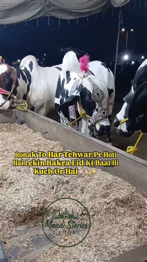 #shorts #shortsfeed #trending #mandi #cow #qurbani2026 #viralvideo #funny #dailyvlog #bakramandi #fy
