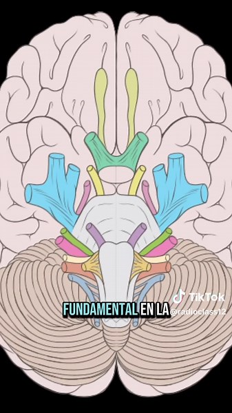 Pares craneales. | Parte 2. #anatomia #parcraneal #parescraneales #radiologia #parescraneales