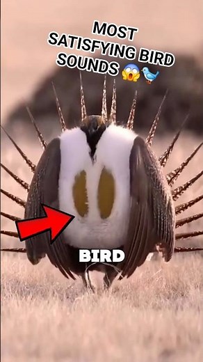 Most Satisfying Bird Sounds 🐦🚨