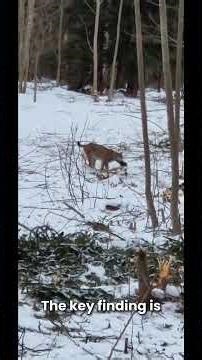 Lynx vs Roe Deer: Why Hunting Both Matters | New Study Explained