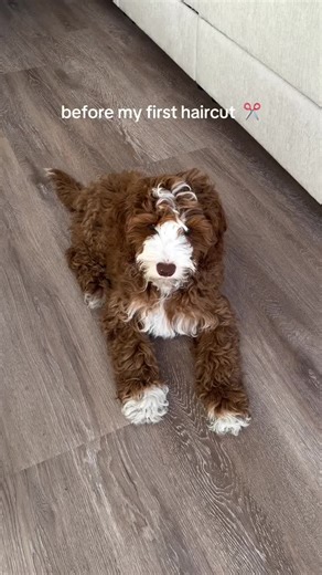 Primera Corte de Pelo para un Labradoodle Adorable