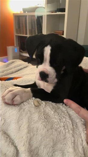 Mylo | 11 week-old boxer puppy learning WAIT