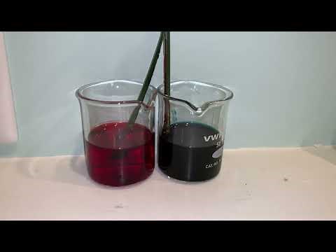 Color Changing Flowers Experiment - Part 2