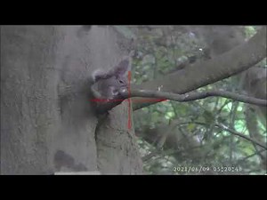 Grey Squirrel Control with yet another new hide built