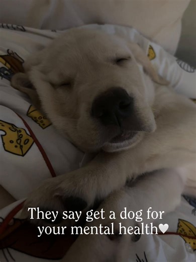 Understanding the Chaos of a Lively Golden Lab