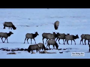 The National Elk Refuge, Jackson, Wyoming, in Winter