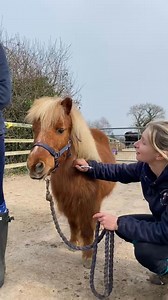 12K views · 264 reactions | Clicker training Jester, a needle phobic pony, in preparation for injections with behavioural expert Maisie. #clickertraining #needlephobia #EthicalTraining #naturalhorsemanship #gentletraining #ponies #shetlandpony #horsebehaviour #poniesofinstagram #horsesofinstagram | Munchkins Miniature Shetland Rescue | Facebook