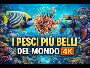 I PESCI PIU' BELLI DEL MONDO 4K ‪@WorldWondersTV4K‬