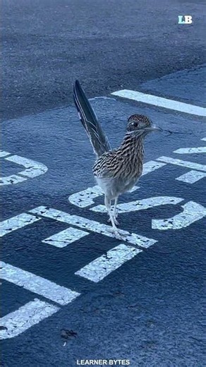 Why the Roadrunner Is One of Nature’s Deadliest Birds #learnerbytes