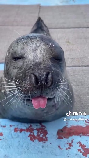 Seal Sounds Up: Fascinating Noises Explained