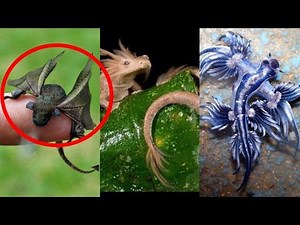 10 Real Dragon - Strange Animals