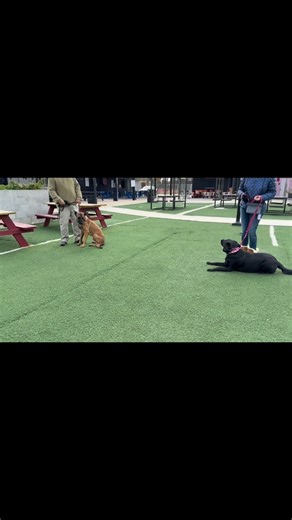 Huge shoutout to our graduates and their humans for showing up, working their dogs, and building real reliability at @thefoodzonegrandtexas food truck park. Dedicated owners consistent work in different environments = confident, successful dogs AND Owners. We’re so proud of how far you’ve come—congrats to all of our graduates! 🎉 | Semper Amici Canine Training
