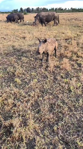 Baby Rhino Horn: Primarily Composed of Keratin | Rhino Conservation Efforts