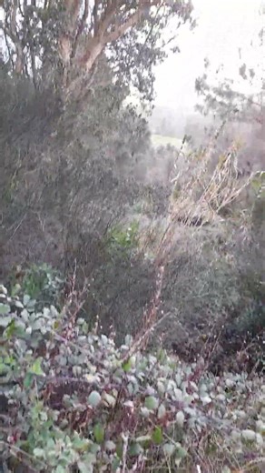 2 laurel trees planted almost a year ago seem to be doing ok (Óbidos, 30 th January).