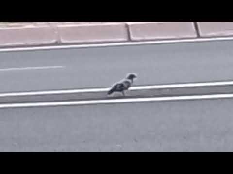 Live streaming of Sasuke_31