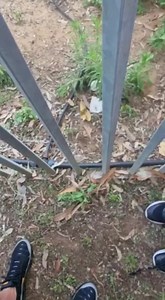 37K views · 2K reactions | Thank goodness for long arms! Our dedicated volunteer rushed over to rescue this little baby bat found on the ground but way out of reach. Thankfully she managed to reach him and save his life #babybat #batrescue #volunteer #thankgoodness #fostercare #wildlife #animalsanctuary #longarms #rescue | The Israeli Bat Sanctuary | Facebook