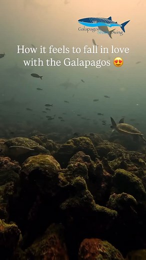 So in love with... sharks 🫶 and every unforgettable moment in the Galapagos. From the majestic marine life to the stunning volcanic landscapes, this place is unlike anywhere else on Earth. Truly a trip of a lifetime. 🦈🌋💙 #GalapagosIslands #NatureLovers #SharkEncounters #OnceInALifetimeExperience | Galapagos Shark Diving