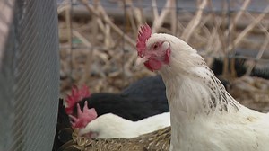 Protect your flock from avian flu with these steps
