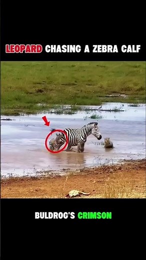 A Mother Zebra’s Instinct Saves Her Baby From a Leopard!