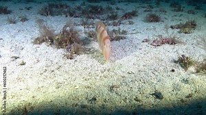 Underwater pearly razor fish burying itself in a sand seabed