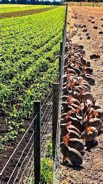 The World's Costliest Fence Was Built to Stop Rabbits #shorts #RabbitProofFence #Australia #History