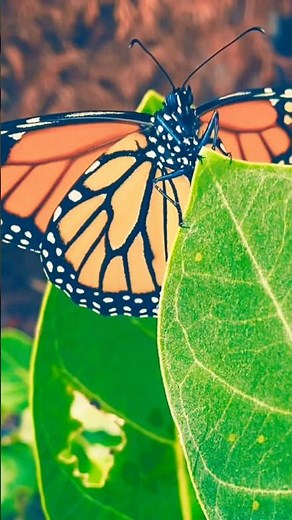 Monarch #butterfly Lifecycle- Time Lapse