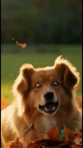 A playful dog dives head-first into a big pile of autumn leaves… but gets the surprise of his life when a giant alligator suddenly pops out! 🐕🍁🐊 The dog’s reaction? Instant panic, full zoomies, zero hesitation. Pure comedy gold — you’ll watch it twice. #FunnyVideo #ViralPets #DogReaction #AutumnLeaves #UnexpectedMoment #AnimalComedy #DogLovers #AlligatorSurprise #PetFails #LeafPile #ViralShorts #LOLAnimals #CrazyPets #Zoomies #MustSeeVideo #TrendingNow #DailyLaughs #PetHumor #fypageシ #funnyvi