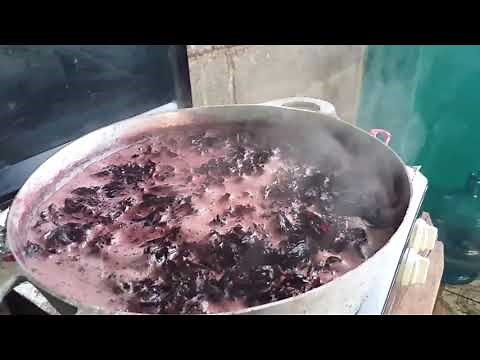 Elaboración vino de jamaica (artesanal) - D´VINO Nicaragua