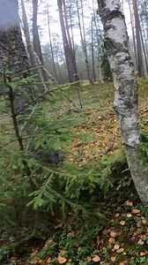 Žingsnis po žingsnio – iki sprendimo tarnauti 🇱🇹 Sportas, miškas, Šaulių stovyklos, KASP ir žmonės, kurie patikėjo labiau nei jis pats. Pirmo kurso kariūnas Lukas Cikanavičius dalijasi savo keliu į Karo akademiją – keliu, kuris šiandien jau „sudėliojo viską į vietas“. Grįžęs iš bazinio kario kurso, Lukas kartu su kurso draugais toliau mokosi, auga ir siekia savo tikslų. Linkime drąsos, ištvermės ir aukštumų! 💪🎖️ | Generolo Jono Žemaičio Lietuvos karo akademija