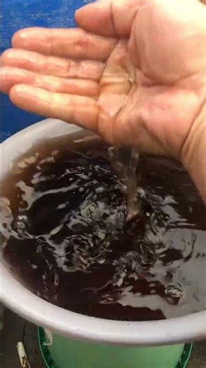 Mastering Plant Propagation Rapid Rooting Secrets for Bonsai Lucky Bamboo#Gardening #Plant#grafting