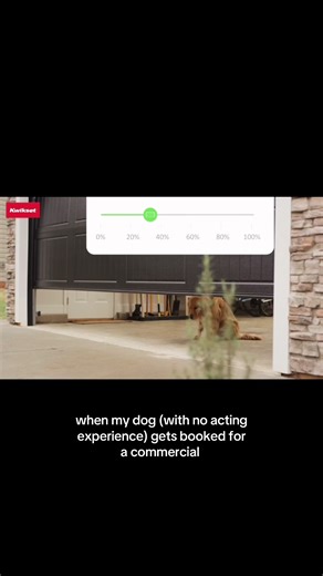 Dog Commercials: My Golden Retriever's Big Break