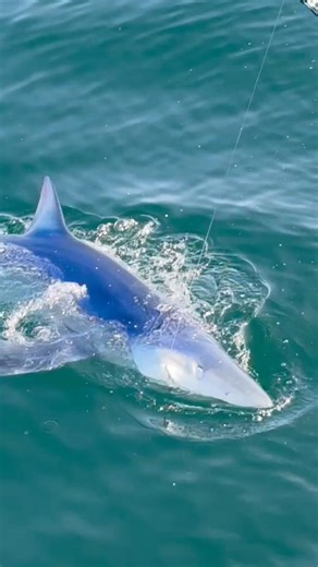 The lunch ladies getting it done on Galway Hooker with Capt SharkMarty #shark