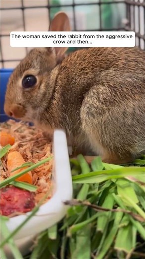 The woman saved the rabbit from the aggressive crow and then..