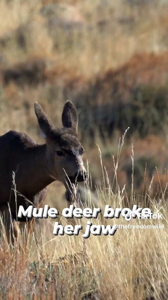 Understanding the True Nature of Wildlife: A Heartbreaking Revelation