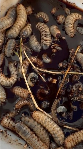 Get Rid Of Garden Grubs With Beneficial Nematodes