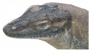 An Ancient Lizard Had Four Eyes But We Don't Know Why