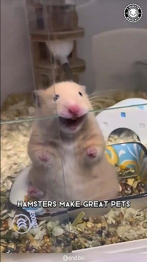 Hamsters 🐹 Are The Best Pets?
