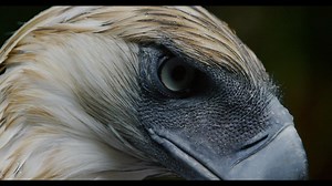 4.2K views · 282 reactions | Journey deep into the vanishing world of...