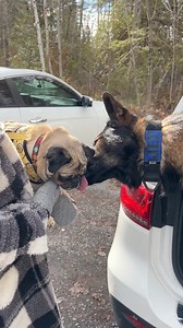 108K views · 4.1K reactions | Adventures with Mia the Pug ❤️ #Dog #GermanShepherd #Pug #Hiking | Jade the Sable GSD | Facebook