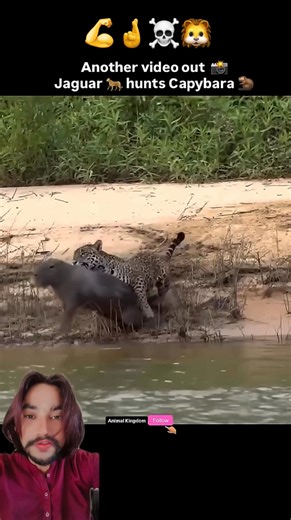 1.3K reactions | Jaguar vs capybara#foryoupagereels #facebookreelsviral | Amir Shahzad Shah | Facebook