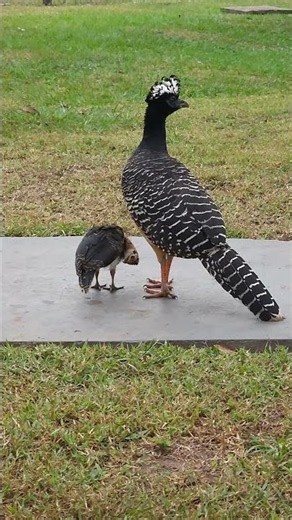 Bare-faced Curassow chick preening itself #shorts